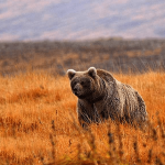 A Himalayan brown bear walking across the grassy plains of Deosai National Park.